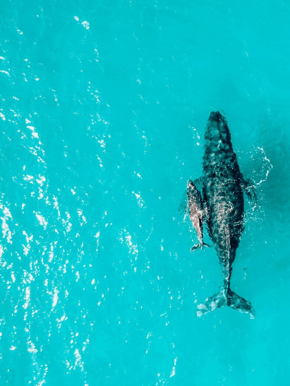 Baleine à bosse vue du ciel dans les eaux turquoise de la République Dominicaine