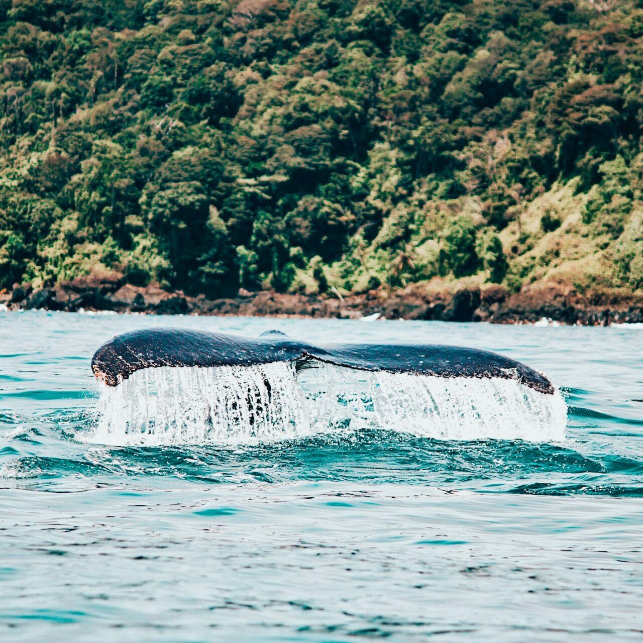 Nageoire caudale d'une baleine à bosse lors d'une sortie d'observation à Samaná