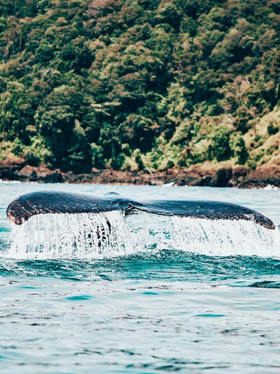 Nageoire caudale d'une baleine à bosse lors d'une sortie d'observation à Samaná