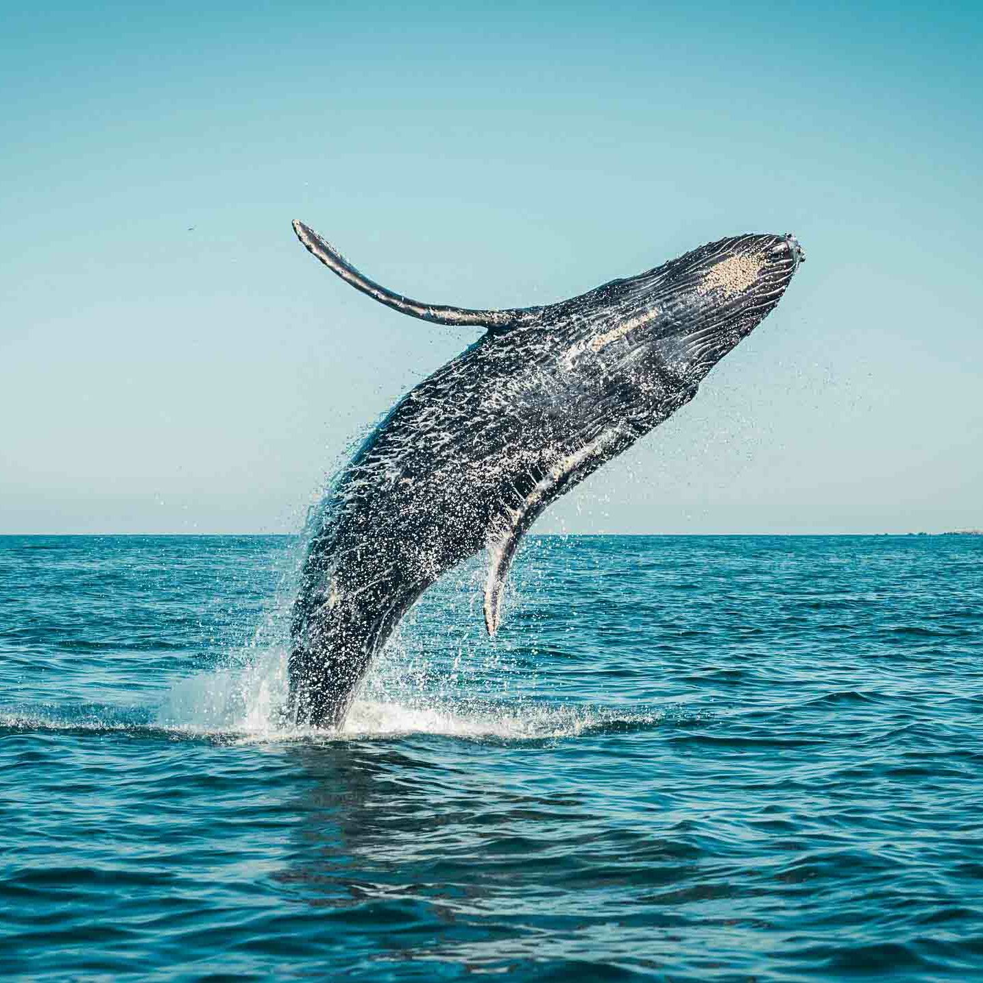 observation-baleines-republique-dominicaine