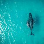 observation-baleines-republique-dominicaine