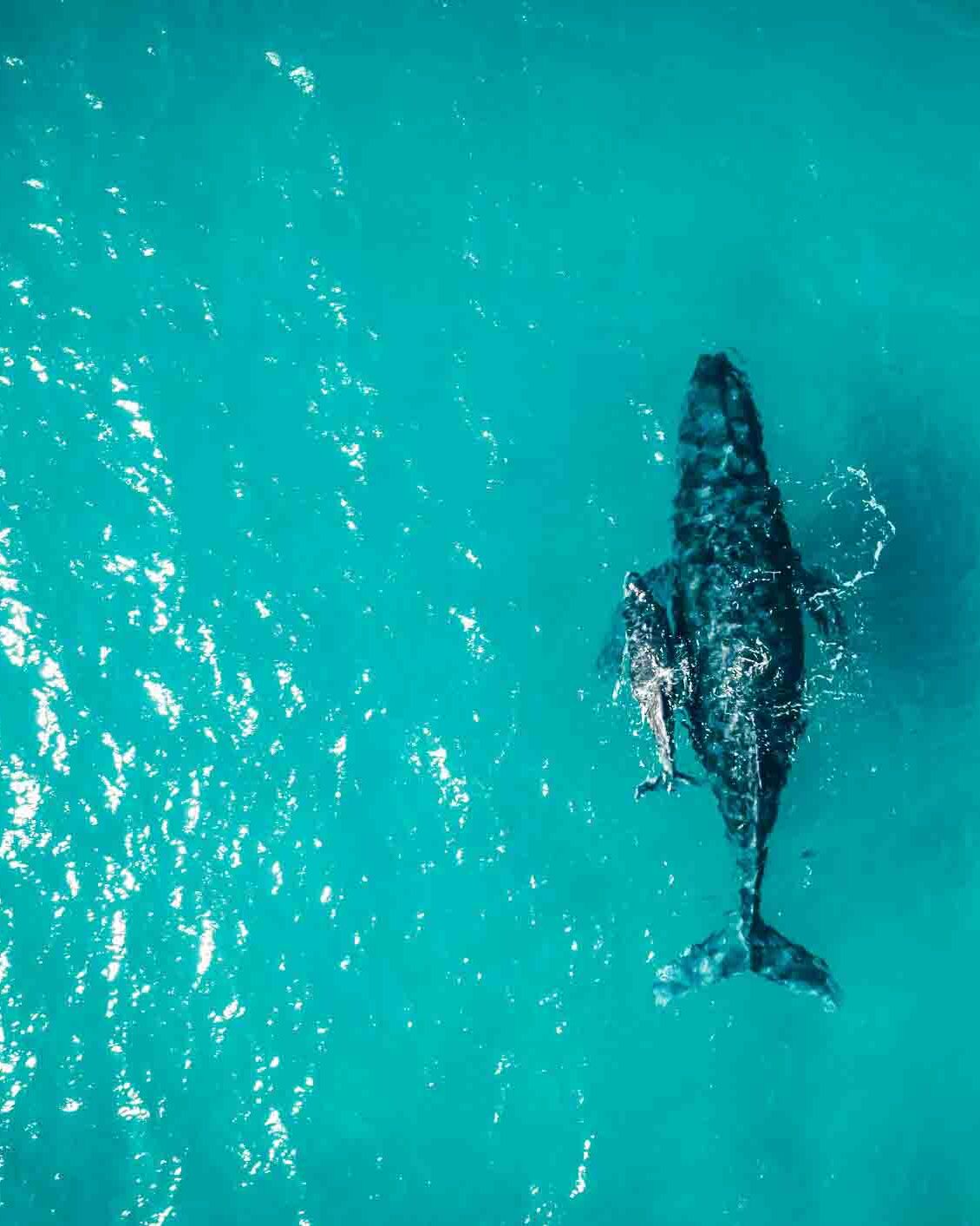 observation-baleines-republique-dominicaine
