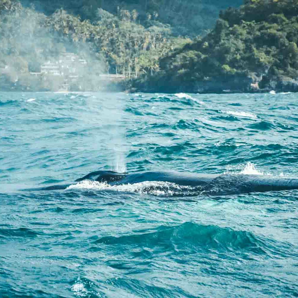 observation-baleines-republique-dominicaine-5