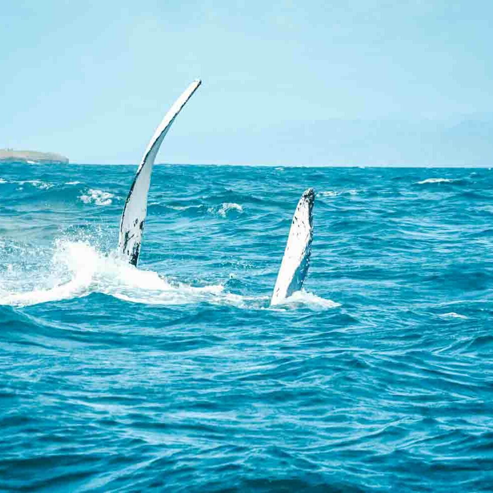 observation-baleines-republique-dominicaine-6