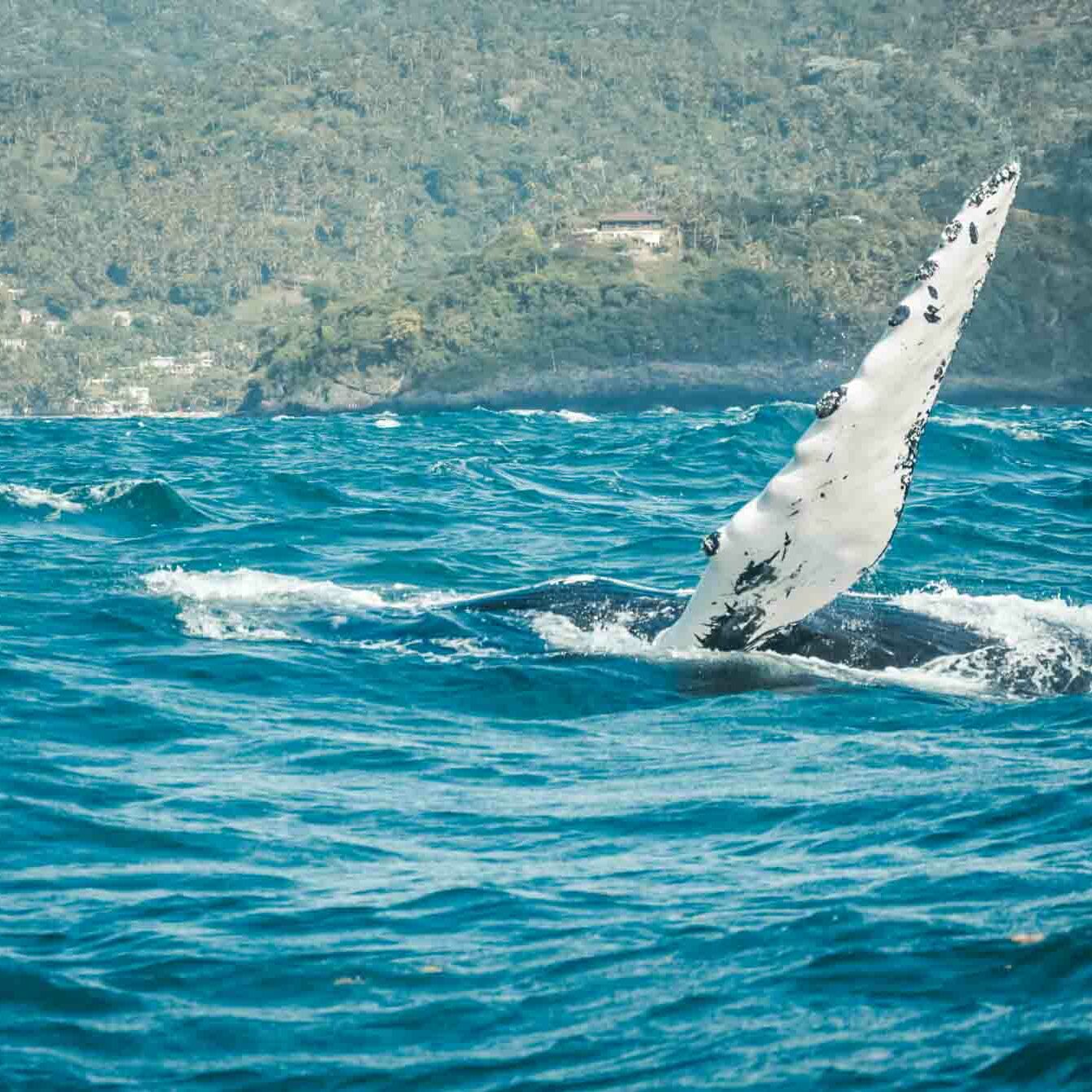 observation-baleines-republique-dominicaine-7