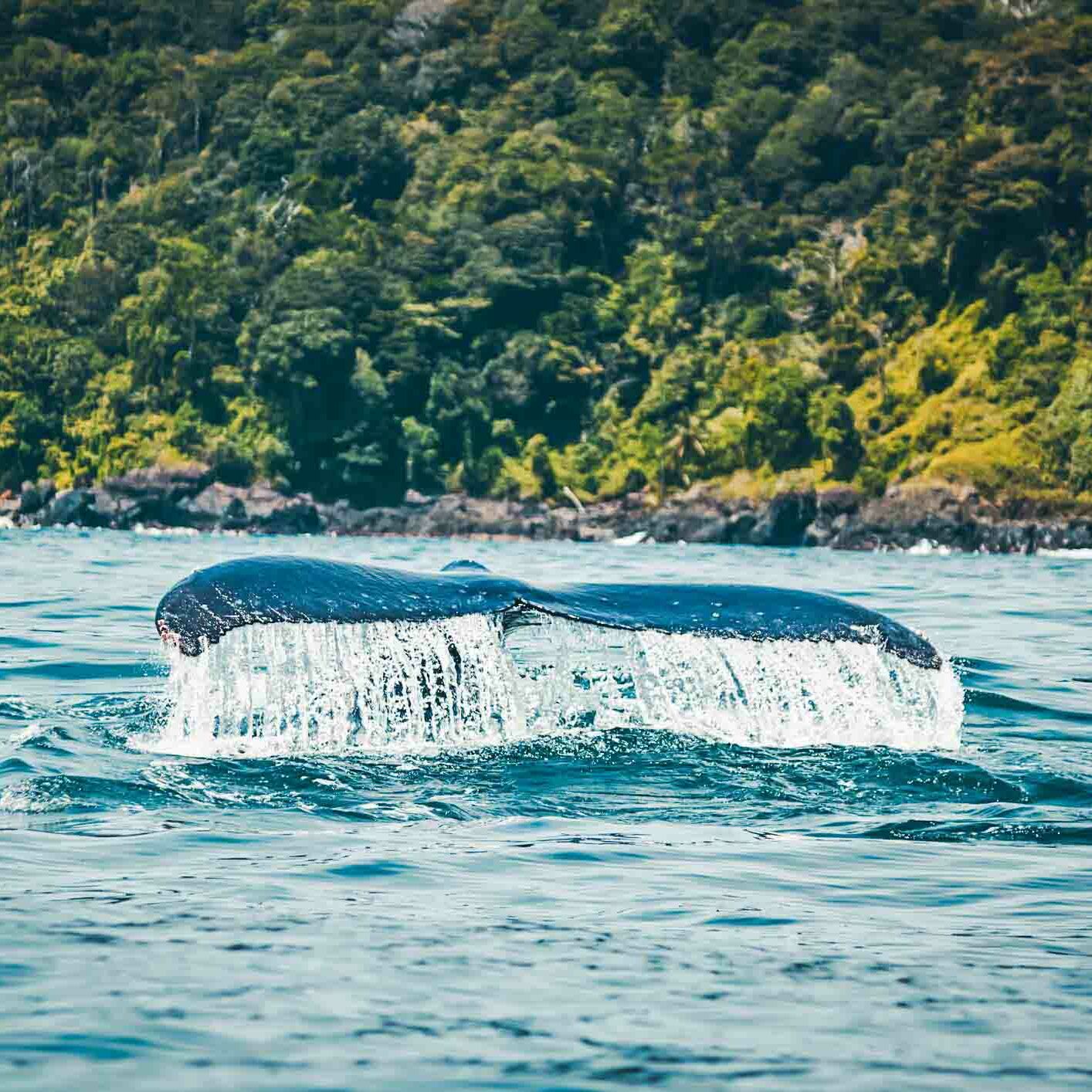 excursion-baleines-republique-dominicaine