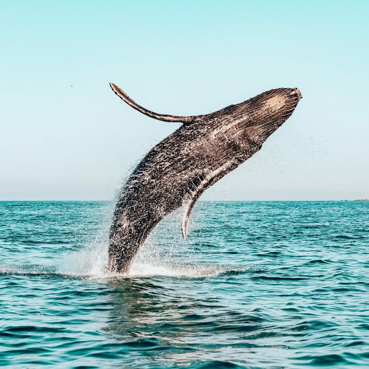 observation-baleines-samana