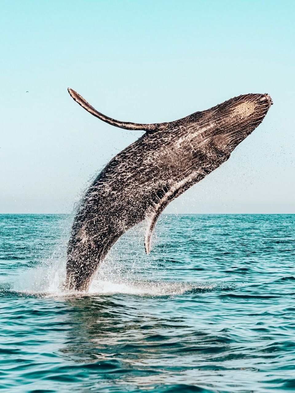 Baleine à bosse qui saute hors de l'eau dans la baie de Samaná