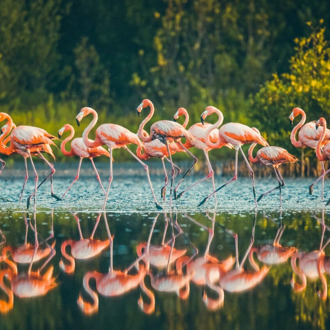 Flamants roses de la Laguna de Oviedo, parc national Jaragua