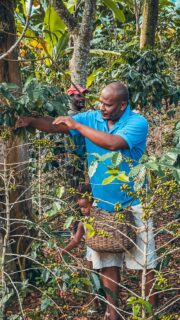 Dans les montagnes verdoyantes de Barahona, le temps semble s’arrêter… Ici, le café n’est pas seulement une boisson, c’est une histoire transmise de génération en génération. 
Aux côtés des familles locales, vous découvrirez chaque étape : de la cueillette à la torréfaction artisanale, jusqu’au moment magique de la dégustation ☕ Mais surtout, vous partagez un instant de vie, des sourires et des récits qui font de cette immersion bien plus qu’une simple visite : une rencontre avec l’âme de la République Dominicaine 🇩🇴
#barahona #cafe #republiquedominicaine