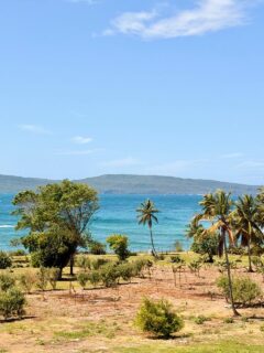 Ici, la route s’arrête… et le paradis commence. 🌴
À l’extrême est de la presqu’île de Samaná, Las Galeras est un ancien village de pêcheurs resté merveilleusement tranquille. C’est notre refuge préféré quand on cherche le vrai calme, loin de l’agitation.
Ce qui nous fait craquer :
🏝️ Playa Rincón, régulièrement classée parmi les plus belles plages des Caraïbes : près de 3 km de sable blanc bordés de cocotiers.
⛵ Playa Frontón et Playa Madama, des criques secrètes qu’on rejoint en bateau ou par un sentier, parfaites pour le snorkeling.
🌿 La mangrove et les eaux calmes de la baie, un écosystème précieux à explorer en douceur.
🍽️ Une paella avec une vue incroyable sur la mer
Ici, on ralentit, on écoute la mer, on se déconnecte pour de vrai.
😌 Besoin de tranquillité ? Dites-nous votre spot détente idéal en commentaire — ou écrivez-nous en DM pour qu’on glisse #LasGaleras dans votre prochain voyage en République Dominicaine.
#republiquedominicaine #nature #samana
