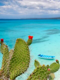 8 kilomètres de plage sauvage. Zéro construction. 🌊
Tout au sud, dans la province de Pedernales, Bahía de las Águilas est régulièrement citée parmi les plus belles plages des Caraïbes. Elle est protégée au sein du parc national Jaragua et de la réserve de biosphère Jaragua-Bahoruco-Enriquillo, classée par l’UNESCO.
Résultat : ni resort, ni route directe, on y accède en bateau ou par une piste, et c’est justement ce qui la garde intacte 🌵
📌 Enregistrez ce post : c’est LA plage à ne pas manquer lors de votre prochain voyage. Holaqueya vous y emmène ☺️
#republiquedominicaine #bahiadelasaguilas