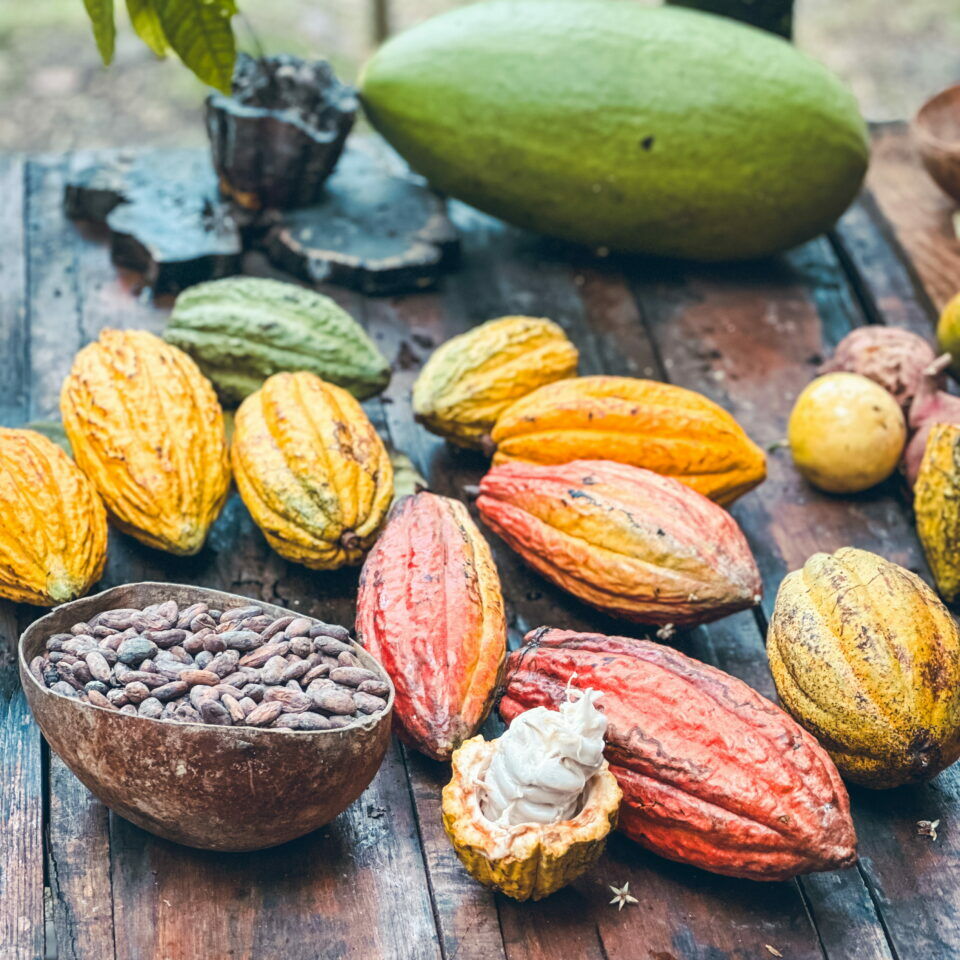 cacao-republiquedominicaine