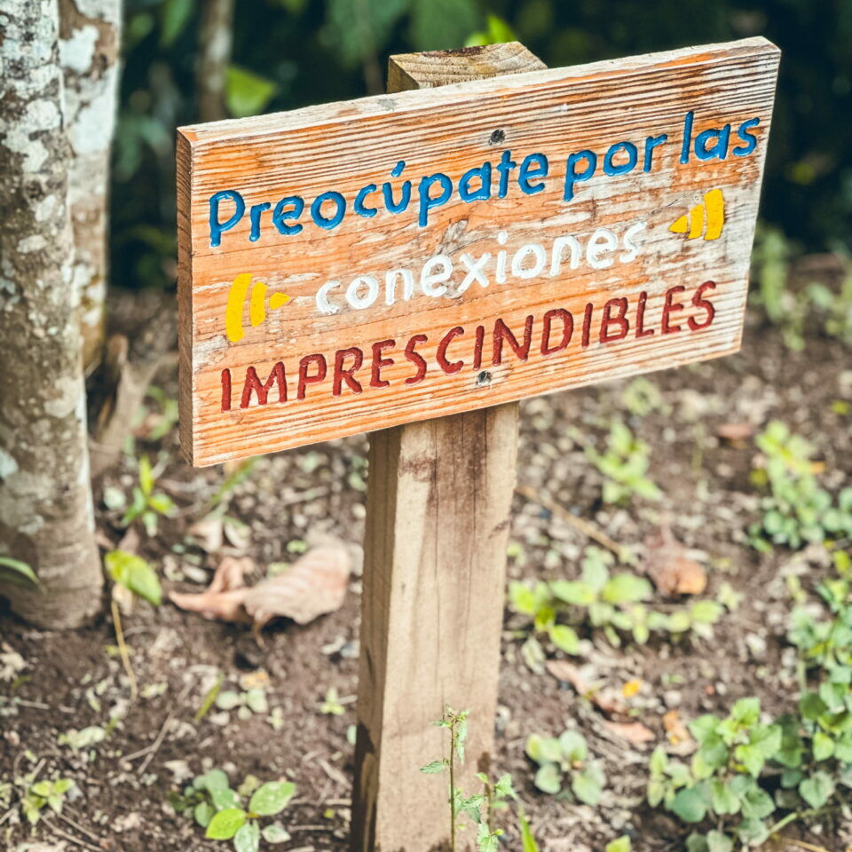 republiquedominicaine-cacao